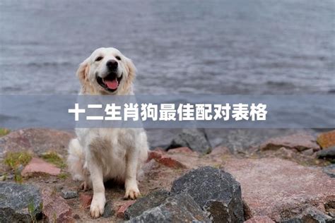 生肖狗配对 令梗尺寸